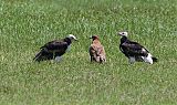 White-headed Vulture